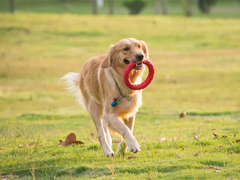 Wat zijn de beste kauwspeeltjes voor honden?