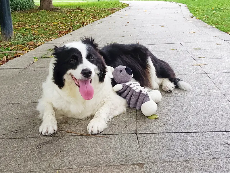 Waarom honden dol zijn op knuffeldieren?