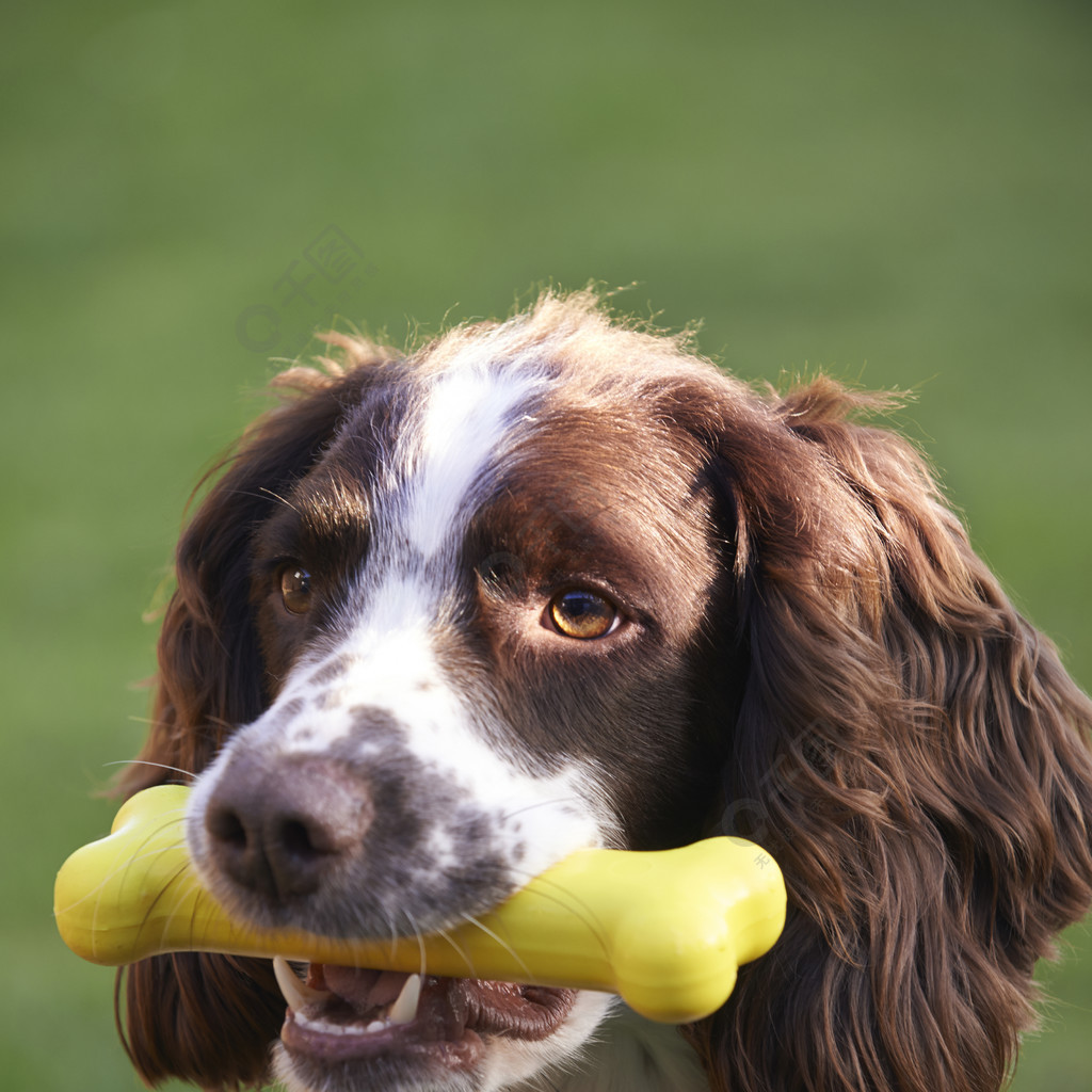 Een goede metgezel om buiten met uw hond te spelen.