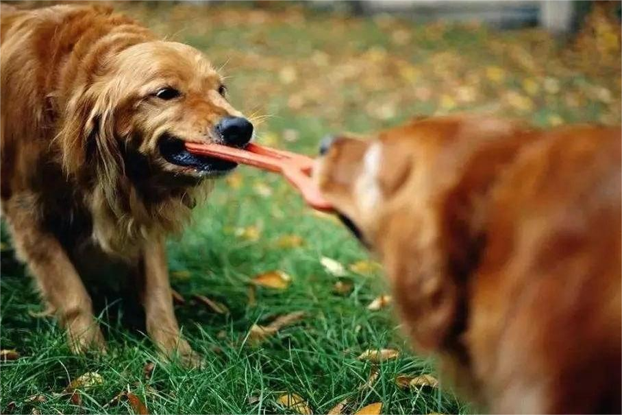 Agressie van hondenspeelgoed onder honden beheren en voorkomen