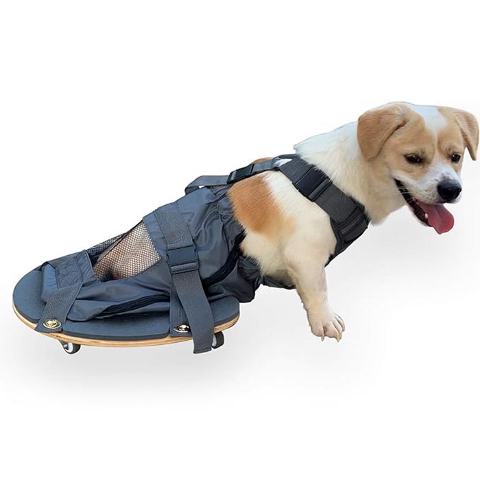 Pet Leding Paralysis Scooter - Een essentieel hulpmiddel voor eigenaren van huisdieren