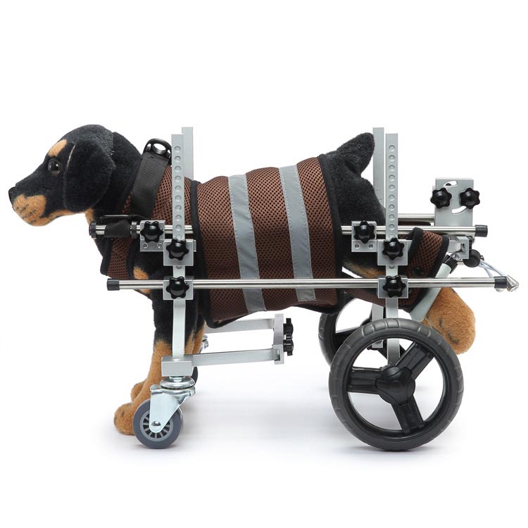 Hoe houd je een gehandicapte hond actief via een gehandicapte dierenrolstoel of andere middelen?